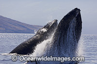 Humpback Whale Photo - David Fleetham