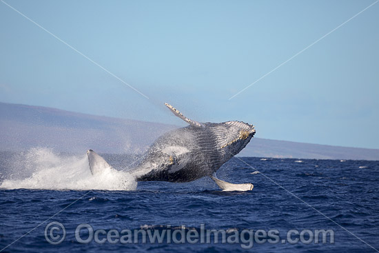 Humpback Whale (Megaptera novaeangliae) breaching on surface. Hawaii, USA. Found throughout the world's oceans in both tropical and polar areas, depending on the season. Classified as Vulnerable on the IUCN Red List. Photo - David Fleetham Humpback Whale (Megaptera novaeangliae) breaching on surface. Hawaii, USA. Found throughout the world's oceans in both tropical and polar areas, depending on the season. Classified as Vulnerable on the IUCN Red List. Photo - David Fleetham
