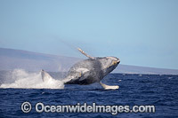 Humpback Whale Photo - David Fleetham