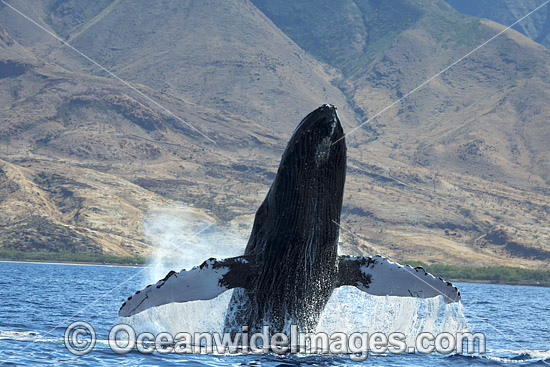 Humpback Whale (Megaptera novaeangliae) breaching on surface. Hawaii, USA. Found throughout the world's oceans in both tropical and polar areas, depending on the season. Classified as Vulnerable on the IUCN Red List. Photo - David Fleetham Humpback Whale (Megaptera novaeangliae) breaching on surface. Hawaii, USA. Found throughout the world's oceans in both tropical and polar areas, depending on the season. Classified as Vulnerable on the IUCN Red List. Photo - David Fleetham