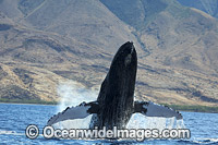 Humpback Whale Breaching Photo - David Fleetham