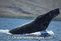 Humpback Whale Photo - David Fleetham