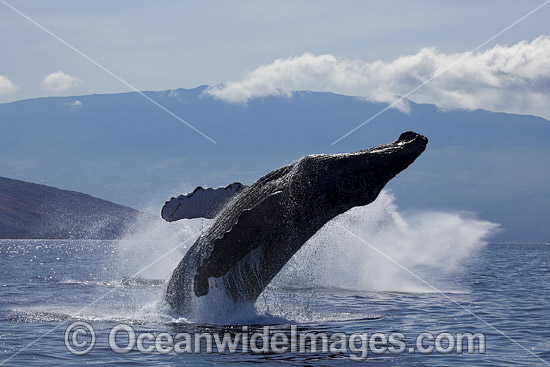 Humpback Whale (Megaptera novaeangliae) breaching on surface. Hawaii, USA. Found throughout the world's oceans in both tropical and polar areas, depending on the season. Classified as Vulnerable on the IUCN Red List. Photo - David Fleetham Humpback Whale (Megaptera novaeangliae) breaching on surface. Hawaii, USA. Found throughout the world's oceans in both tropical and polar areas, depending on the season. Classified as Vulnerable on the IUCN Red List. Photo - David Fleetham