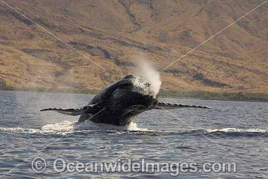 Humpback Whale (Megaptera novaeangliae) breaching on surface. Hawaii, USA. Found throughout the world's oceans in both tropical and polar areas, depending on the season. Classified as Vulnerable on the IUCN Red List. Photo - David Fleetham Humpback Whale (Megaptera novaeangliae) breaching on surface. Hawaii, USA. Found throughout the world's oceans in both tropical and polar areas, depending on the season. Classified as Vulnerable on the IUCN Red List. Photo - David Fleetham