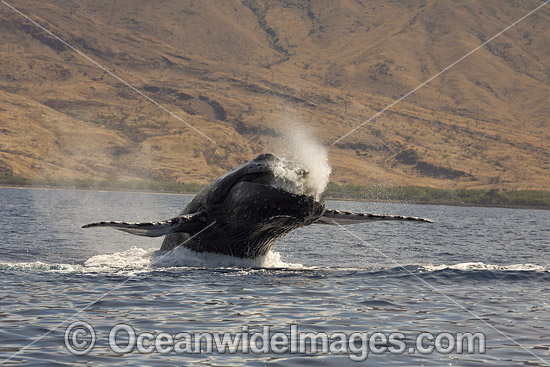 Humpback Whale Breaching photo