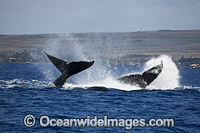 Humpback Whale on surface Photo - David Fleetham