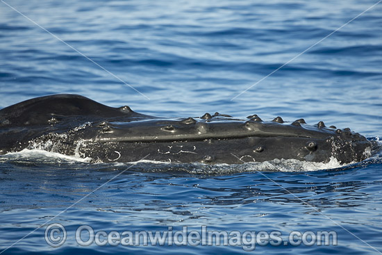 Humpback Whale on surface photo