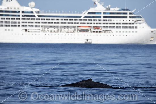Humpback Whale near Cruise Ship photo