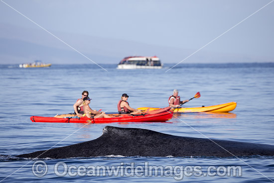 Humpback Whale near kayaks photo
