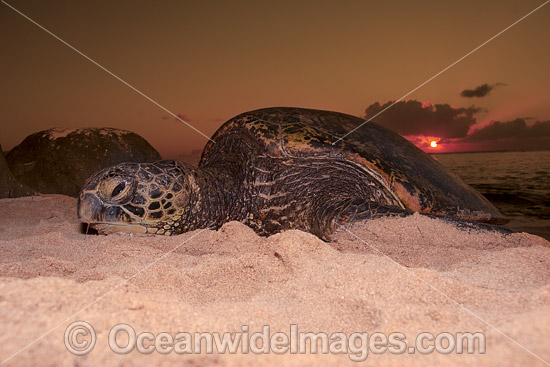 Nesting Green Sea Turtle photo