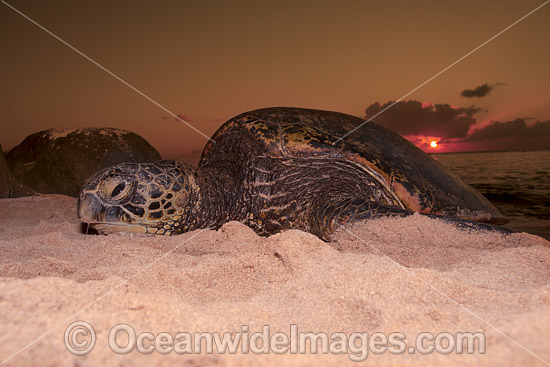 Nesting Green Sea Turtle photo Nesting Green Sea Turtle photo
