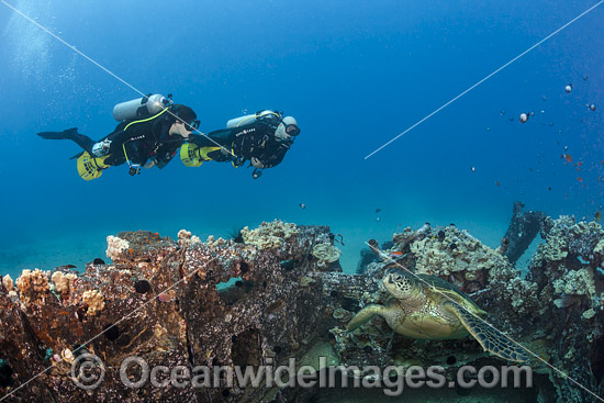 Divers with underwater scooters observing a Green Sea Turtle (Chelonia mydas) on a WW II landing craft off the coast of South Maui, Hawaii, USA. Photo - David Fleetham