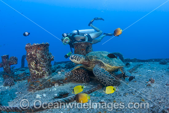 Diver observing a Green Sea Turtle (Chelonia mydas), resting on the wreck of the YO-257 off Waikiki Beach, Oahu, Hawaii. Found in tropical and warm temperate seas worldwide. Listed on the IUCN Red list as Endangered species. Photo - David Fleetham Diver observing a Green Sea Turtle (Chelonia mydas), resting on the wreck of the YO-257 off Waikiki Beach, Oahu, Hawaii. Found in tropical and warm temperate seas worldwide. Listed on the IUCN Red list as Endangered species. Photo - David Fleetham