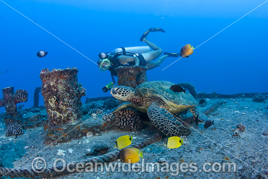 Diver and Green Sea Turtle photo