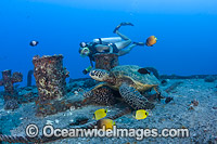 Diver and Green Sea Turtle Photo - David Fleetham