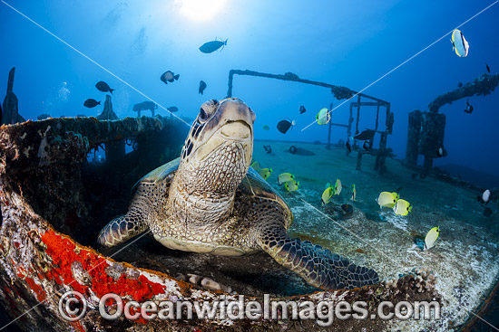 Green Sea Turtle photo