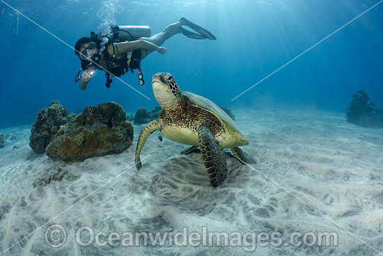 Diver observing a Green Sea Turtle (Chelonia mydas). Hawaii, USA. Found in tropical and warm temperate seas worldwide. Listed on the IUCN Red list as Endangered species. Photo - David Fleetham