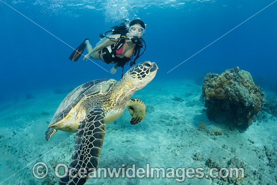 Diver and Green Sea Turtle photo