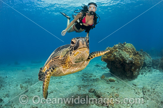 Diver observing a Green Sea Turtle (Chelonia mydas). Hawaii, USA. Found in tropical and warm temperate seas worldwide. Listed on the IUCN Red list as Endangered species. Photo - David Fleetham Diver observing a Green Sea Turtle (Chelonia mydas). Hawaii, USA. Found in tropical and warm temperate seas worldwide. Listed on the IUCN Red list as Endangered species. Photo - David Fleetham