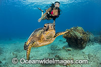 Scuba Diver and Green Sea Turtle Photo - David Fleetham