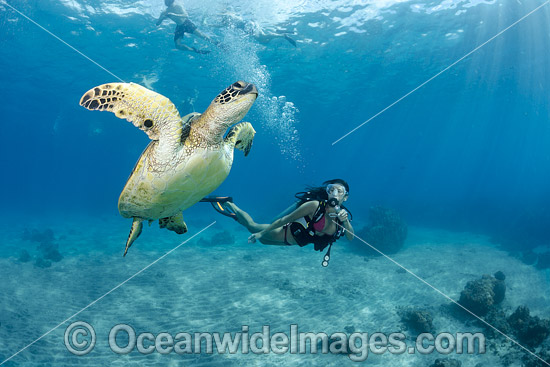Diver observing a Green Sea Turtle (Chelonia mydas). Hawaii, USA. Found in tropical and warm temperate seas worldwide. Listed on the IUCN Red list as Endangered species. Photo - David Fleetham Diver observing a Green Sea Turtle (Chelonia mydas). Hawaii, USA. Found in tropical and warm temperate seas worldwide. Listed on the IUCN Red list as Endangered species. Photo - David Fleetham