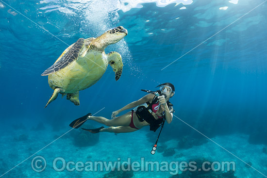 Diver observing a Green Sea Turtle (Chelonia mydas). Hawaii, USA. Found in tropical and warm temperate seas worldwide. Listed on the IUCN Red list as Endangered species. Photo - David Fleetham Diver observing a Green Sea Turtle (Chelonia mydas). Hawaii, USA. Found in tropical and warm temperate seas worldwide. Listed on the IUCN Red list as Endangered species. Photo - David Fleetham