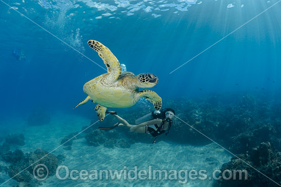 Diver observing a Green Sea Turtle (Chelonia mydas). Hawaii, USA. Found in tropical and warm temperate seas worldwide. Listed on the IUCN Red list as Endangered species. Photo - David Fleetham Diver observing a Green Sea Turtle (Chelonia mydas). Hawaii, USA. Found in tropical and warm temperate seas worldwide. Listed on the IUCN Red list as Endangered species. Photo - David Fleetham