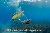 Scuba Diver and Green Sea Turtle Photo - David Fleetham