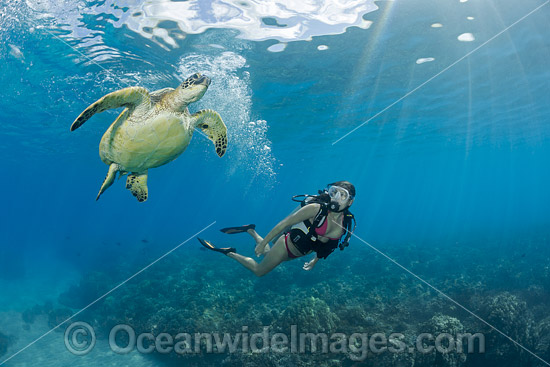 Diver observing a Green Sea Turtle (Chelonia mydas). Hawaii, USA. Found in tropical and warm temperate seas worldwide. Listed on the IUCN Red list as Endangered species. Photo - David Fleetham