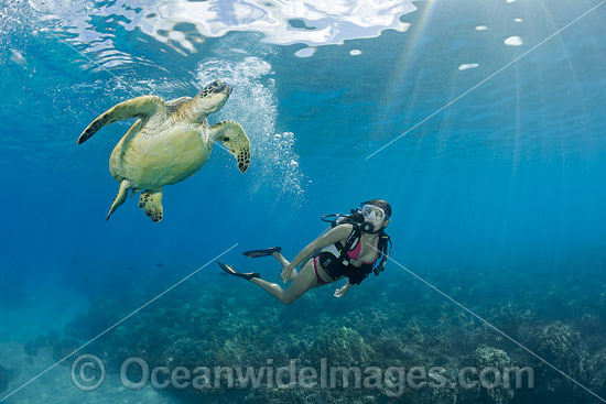 Diver observing a Green Sea Turtle (Chelonia mydas). Hawaii, USA. Found in tropical and warm temperate seas worldwide. Listed on the IUCN Red list as Endangered species. Photo - David Fleetham Diver observing a Green Sea Turtle (Chelonia mydas). Hawaii, USA. Found in tropical and warm temperate seas worldwide. Listed on the IUCN Red list as Endangered species. Photo - David Fleetham