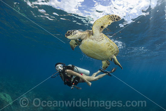 Scuba Diver and Green Sea Turtle photo