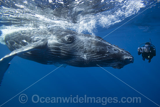 Camera man with Humpback Whale photo Camera man with Humpback Whale photo