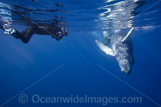 Photographing Humpback Whale photo Photographing Humpback Whale photo