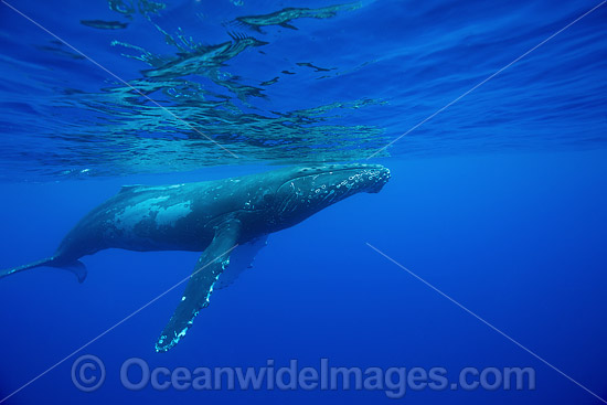 Humpback Whale Hawaii photo