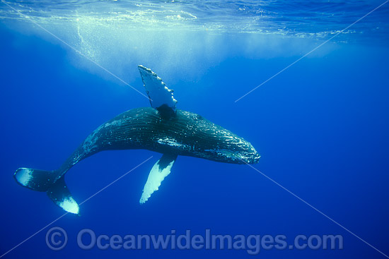 Humpback Whale Hawaii photo