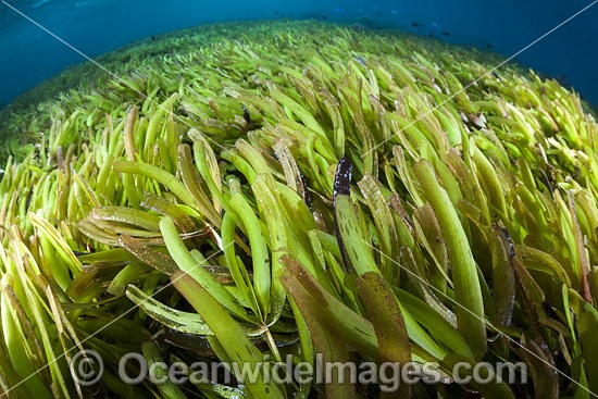 Sea Grass. Photographed in Indonesia. Photo - David Fleetham