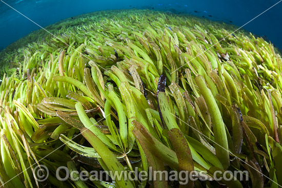 Seagrass photo