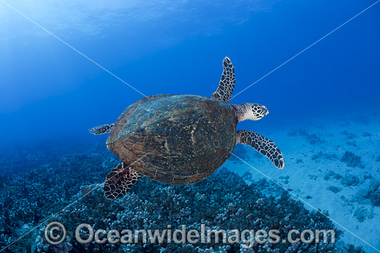 Hawksbill Sea Turtle Hawaii photo