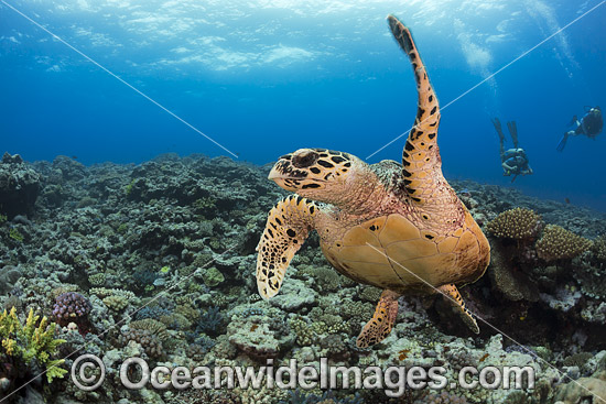 Hawksbill Sea Turtle Fiji photo