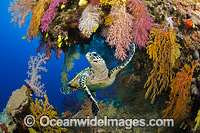 Hawksbill Sea Turtle Fiji Photo - David Fleetham