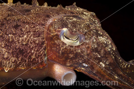 Broadclub Cuttlefish photo