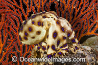 Greater Blue-ringed Octopus Photo - David Fleetham