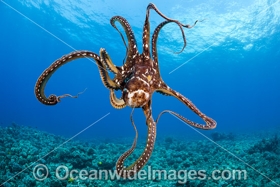 Day Octopus Hawaii photo