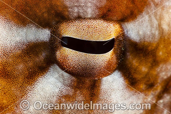 Day Octopus eye photo
