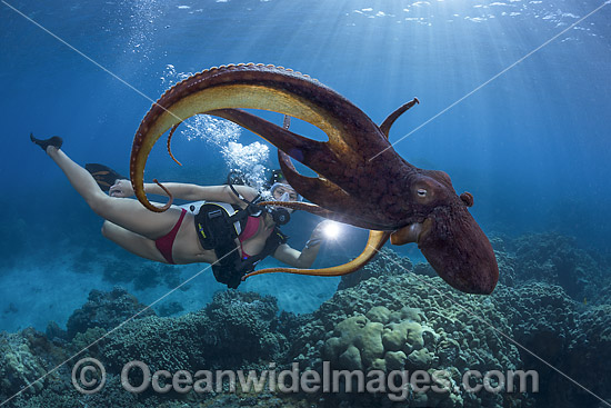 Diver observing a Day Octopus (Octopus cyanea), swimming in mid water. Also known as Big Blue Octopus. Found in Pacific and Indian Oceans, from Hawaii to the eastern coast of Africa. Photo taken off Hawaii, Pacific Ocean. Photo - David Fleetham Diver observing a Day Octopus (Octopus cyanea), swimming in mid water. Also known as Big Blue Octopus. Found in Pacific and Indian Oceans, from Hawaii to the eastern coast of Africa. Photo taken off Hawaii, Pacific Ocean. Photo - David Fleetham