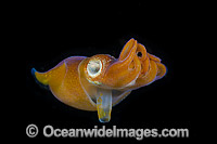 Bottletail Squid showing funnel Photo - David Fleetham
