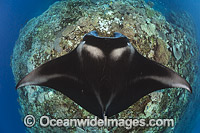 Manta Ray Fiji Photo - David Fleetham