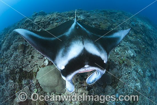 Manta Ray Fiji photo