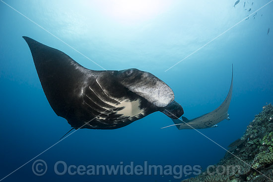 Manta Ray Fiji photo