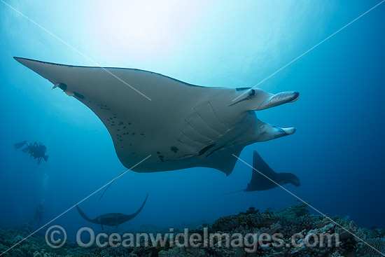 Manta Ray Fiji photo